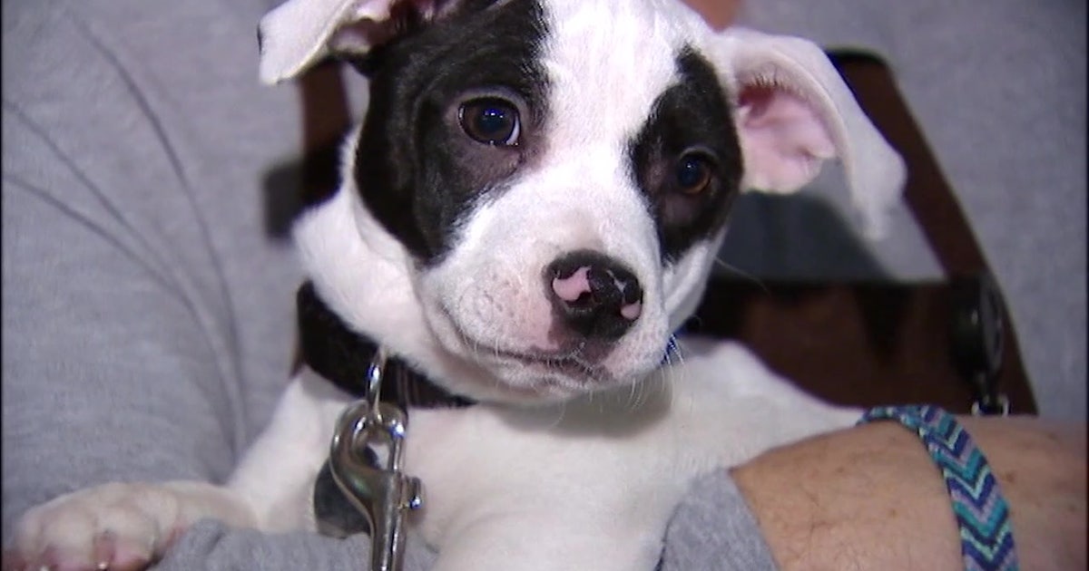 Bay Area rescue group helps the homeless care for pet companions | FOX ...