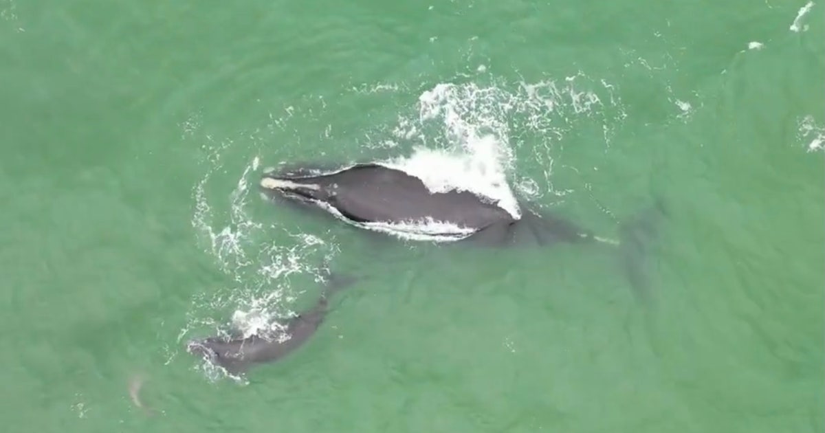 Endangered right whale and calf spotted swimming with dolphins off ...