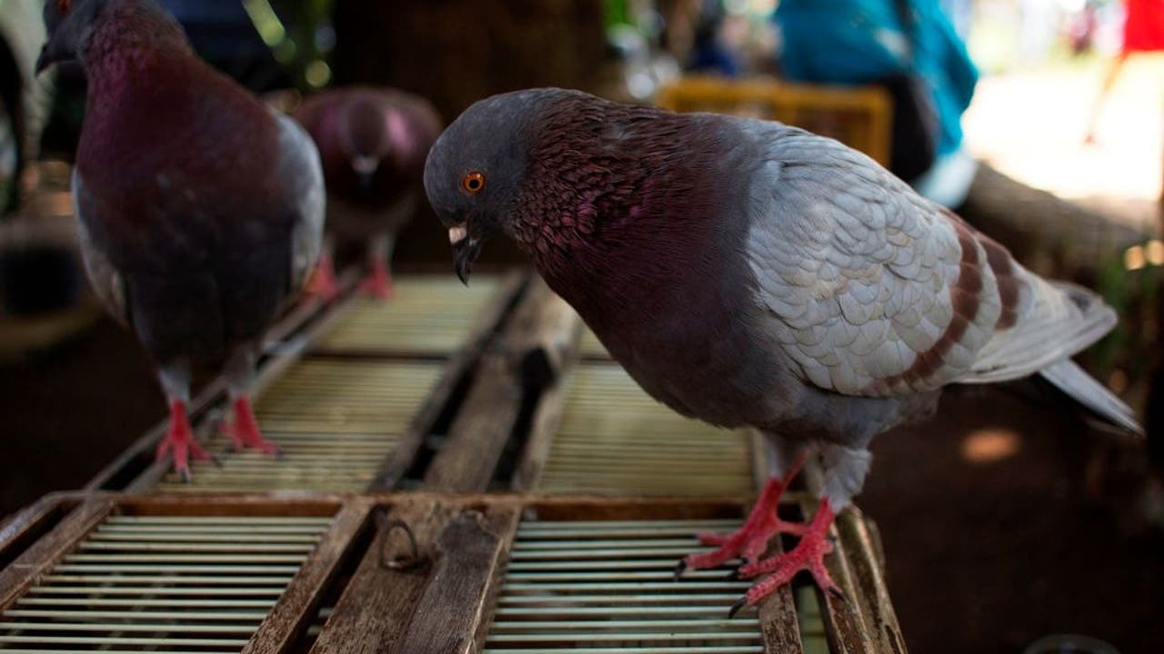 australian pigeon