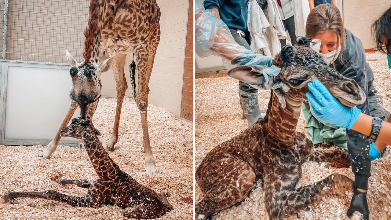 Newborn baby giraffe dies at Nashville zoo after being stepped on by