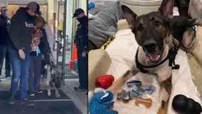 K-9 shot during police chase receives hero's salute as he leaves hospital