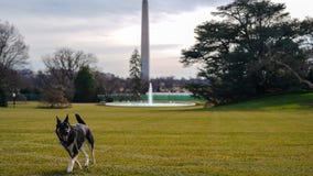 President Biden's dogs officially move in to White House