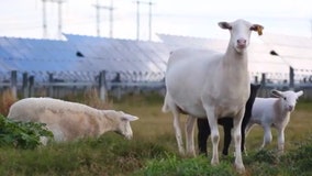 'It's baaaack': ‘Lamb Cam’ stream shows TECO’s hired sheep trimming the lawn at solar farm