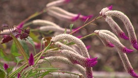 Root to petal: St. Petersburg herbal school teaches Western, Chinese, spiritual, ceremonial medicine