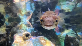 A visit to Mote Marine Aquarium supports research efforts