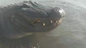 Alligator hangs in geothermal water amid subfreezing temperatures in Colorado