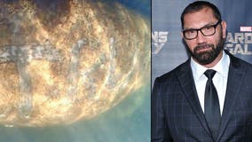 Marvel, WWE star Dave Bautista offers $20K reward to find person who scraped 'TRUMP' on manatee's back