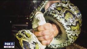 Experts suggest targeting invasive pythons for key COVID vaccine ingredient