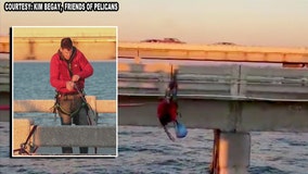 Good Samaritan performs zip-line rescue of entangled pelican on Skyway