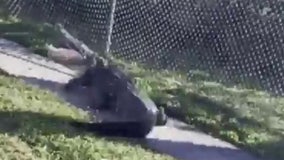 Polk County deputies encounter massive alligator near Lakeland school