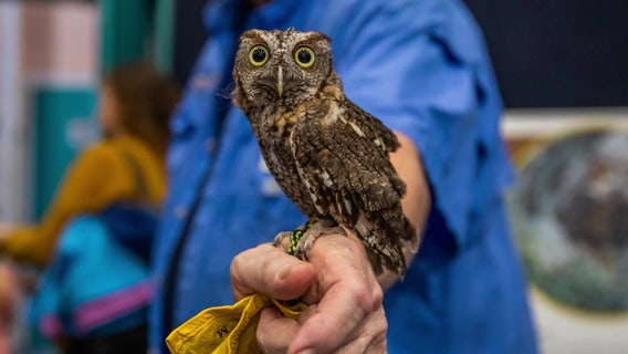 Birds of prey on display at Clearwater Marine Aquarium 