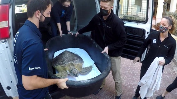 Clearwater Marine Aquarium releases first rehabilitated turtle of 2021