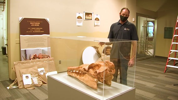 Tampa Bay History Center opens year-long Florida fossil exhibit