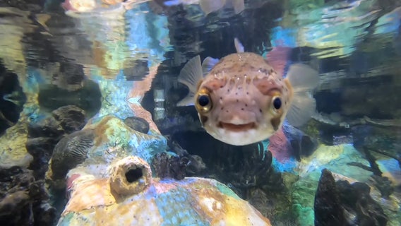 A visit to Mote Marine Aquarium supports research efforts