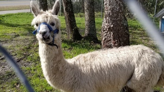More than 2 dozen animals rescued from Florida trailer after inspection