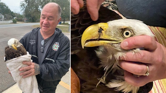 Bald eagle found in Pasco County with fishing hook in beak, wing wrapped in fishing line