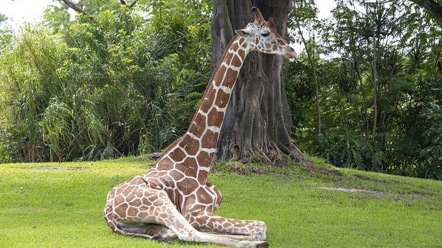 Zoo Miami euthanizes 12-year-old giraffe who suffered foot fracture, worsening hoof issues