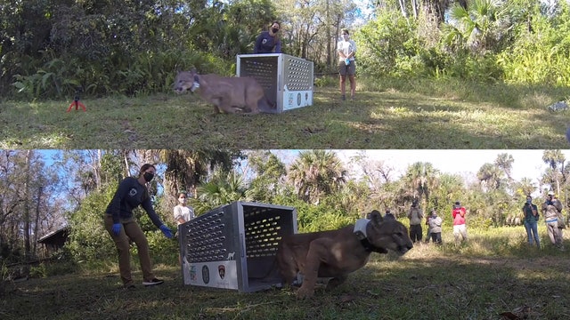 After car accident, FWC releases panther back into the wild