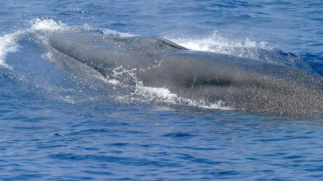 Ship speed limit sought to protect endangered whales in Gulf of Mexico