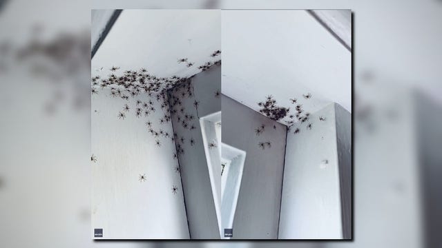 Terrifying photos show horde of spiders piled up on bedroom ceiling