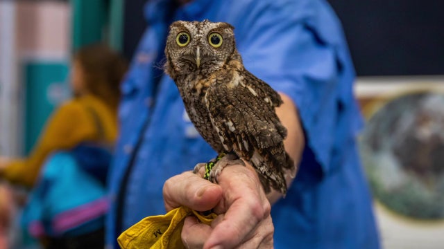 Birds of prey on display at Clearwater Marine Aquarium 