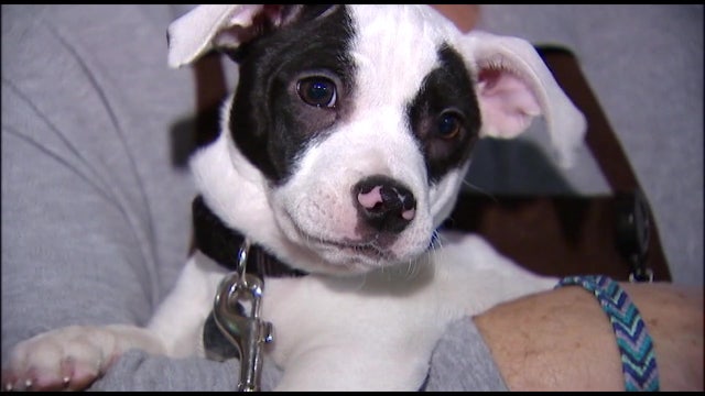 Bay Area rescue group helps the homeless care for pet companions