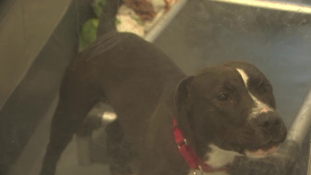 Humane Society of Sarasota expansion carries on life-saving mission