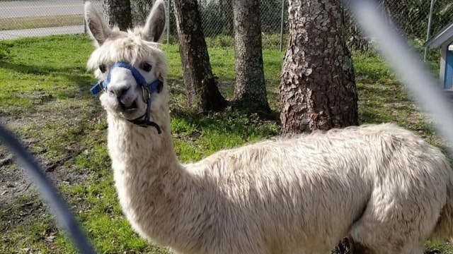 More than 2 dozen animals rescued from Florida trailer after inspection