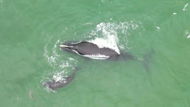 Endangered right whale and calf spotted swimming with dolphins off Florida coast