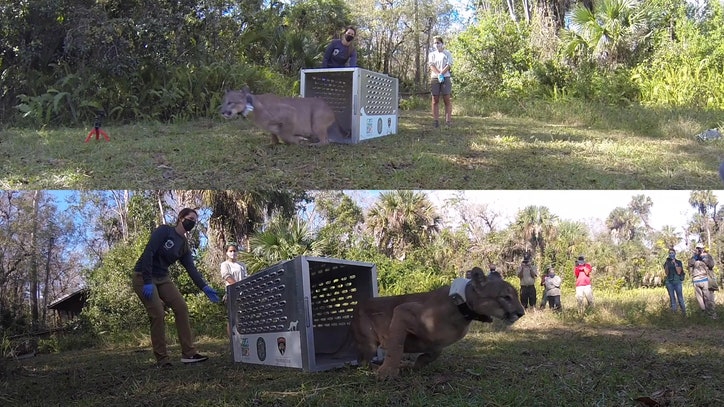 After car accident, FWC releases panther back into the wild - Vimarsana News