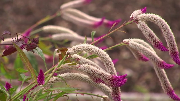 Root to petal: St. Petersburg herbal school teaches Western, Chinese, spiritual, ceremonial medicine - Vimarsana News
