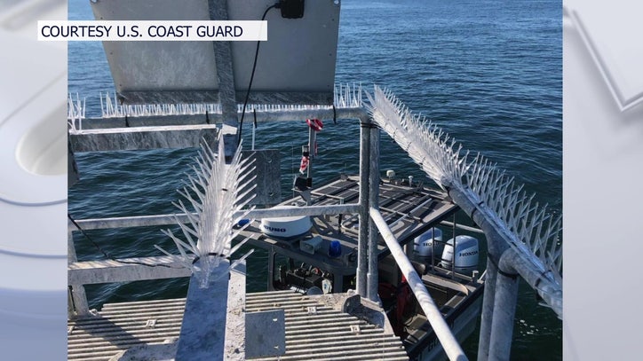 Birds safer near Sunshine Skyway, thanks to tip from boaters - Vimarsana News