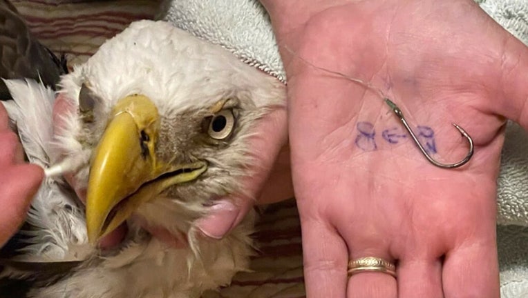 Bald eagle found in Pasco County with fishing hook in beak, wing