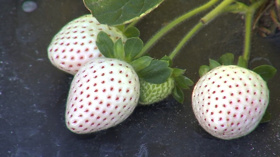 CHARLEYS-WORLD-WHITE-STRAWBERRIES-NOON-L