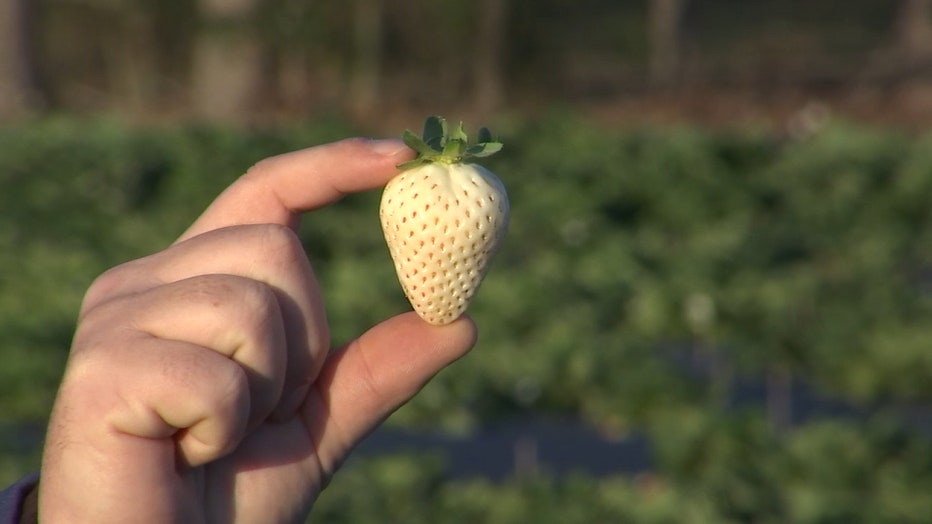 CHARLEYS-WORLD-WHITE-STRAWBERRIES-NOON-L