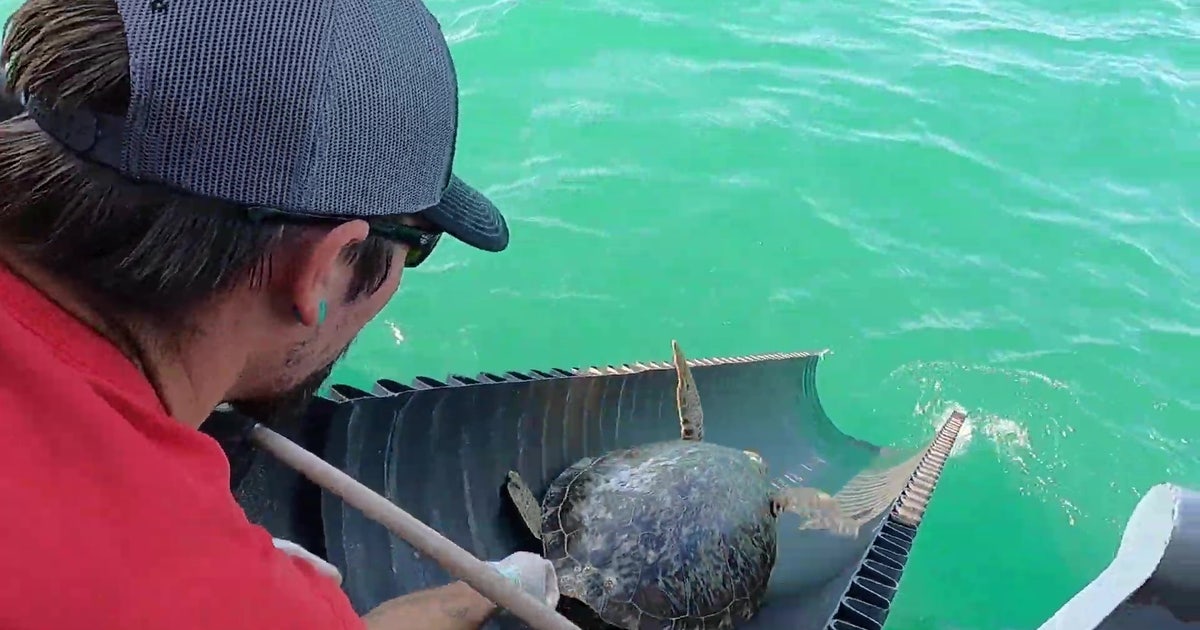 Coast Guard, rescue organizations release sea turtles back into Gulf of ...