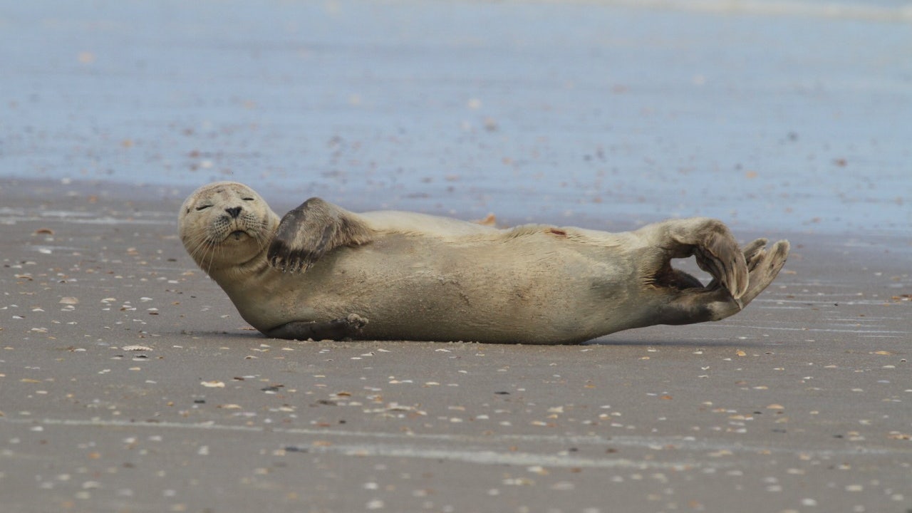 FWC biologists respond after rare harbor seal spotted on Florida beach