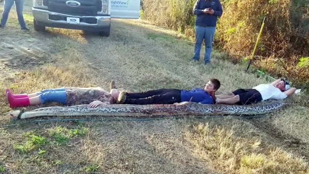 Zolfo Springs cousins wrangle 300-pound, 16-foot Burmese python on