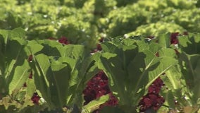 ‘Florida Farm Finder’ connects consumers to fresh local products