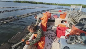 Bay Area oyster farmers building back Florida's aquaculture industry