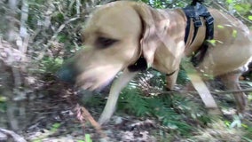 'Python Cowboy' wrangles invaders, with some help from man's best friend