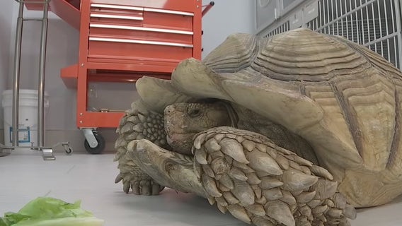 70-year-old tortoise recovering after California man charged with animal abuse