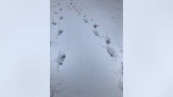 Follow the footprints: Snow helps Pierce County deputies nab not-so-smart burglar