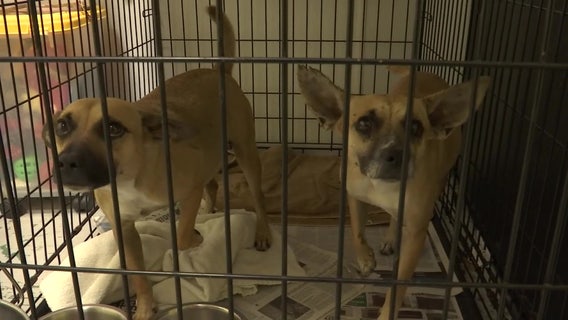 Manatee County Animal Services needs emergency foster families for dogs about to be displaced