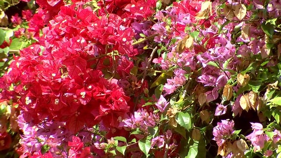 When to water, trim, fertilize flora for a stunning backyard Florida garden