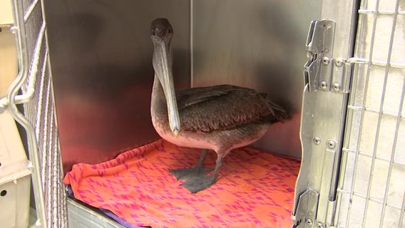 Source of pelican mutilation remains a mystery as number of battered birds climbs