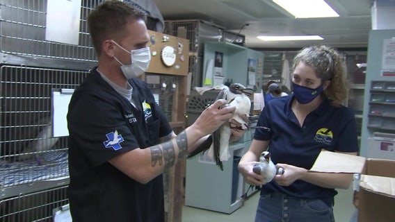 Injured pelicans along Skyway fishing pier may be casualty of inexperienced anglers 
