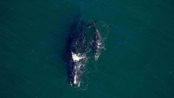 Endangered baby right whale found dead on Florida beach