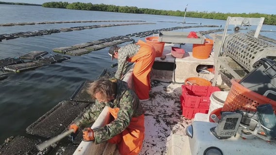 Bay Area oyster farmers building back Florida's aquaculture industry