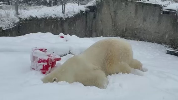 Polar bear named 'Blizzard' faceplants into snow at Washington zoo